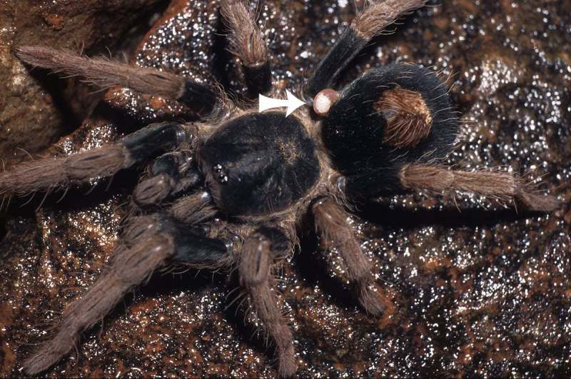 Cyriocosmus bertae Pérez-Miles, 1998, male [with ectoparasite attached to abdomen], Peru