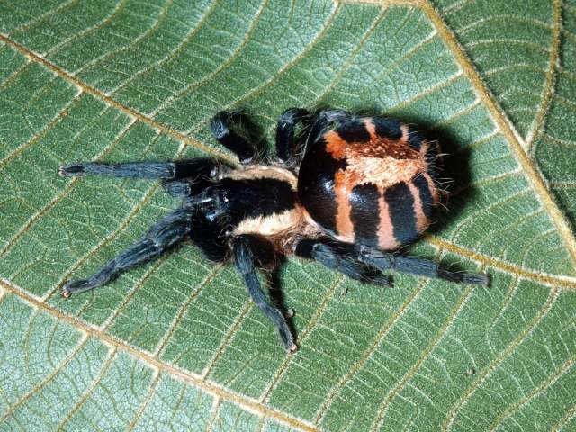 Cyriocosmus bicolor (Schiapelli & Gerschman 1945), female, State of Rondonia, Brazil