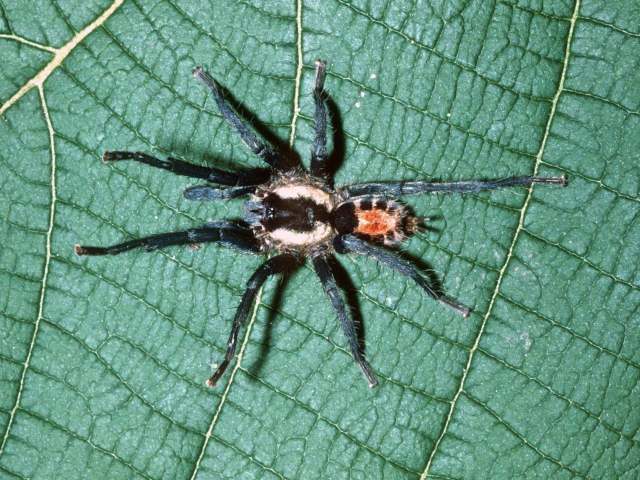 Cyriocosmus bicolor (Schiapelli & Gerschman 1945), male, Rondonia State, Brazil