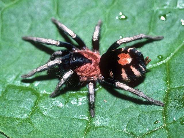 Cyriocosmus elegans (Simon, 1889), female, Trinidad Island, West Indies