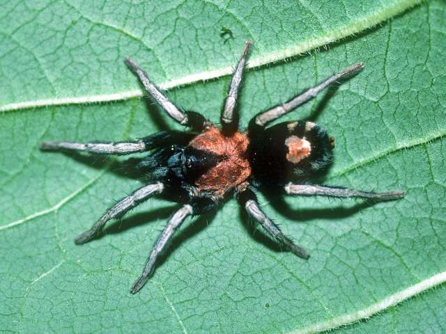 Cyriocosmus elegans (Simon, 1889), male, Trinidad Island, West Indies
