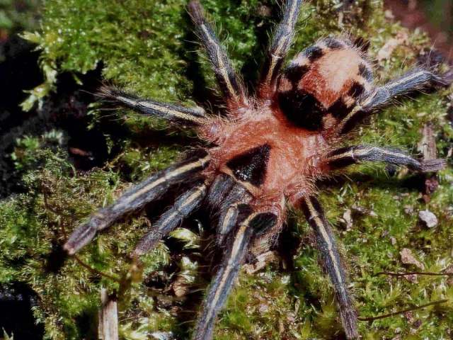 Cyriocosmus fasciatus (Mello-Leit∆o, 1930), female, Brazil. (Photo - F. Cleton)