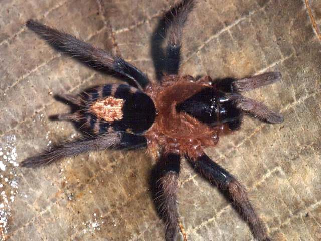 Cyriocosmus fernandoi Fukushima, Bertani & Silva, 2005, female (with missing forelegs), Brazil. (Photo - R. Bertani)