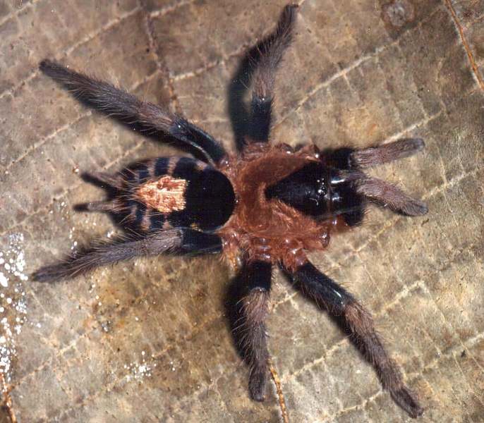 Cyriocosmus fernandoi Fukushima, Bertani & Silva, 2005, female (with missing forelegs), Brazil. (Photo - R. Bertani)