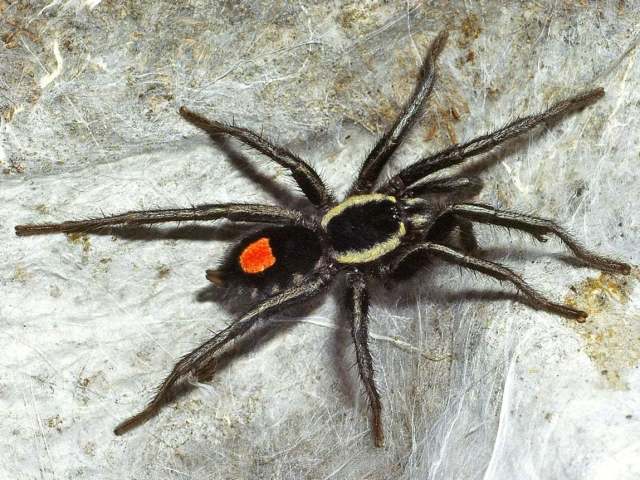 Cyriocosmus hoeferi Kaderka, 2016, male, Amazonas State, Brazil