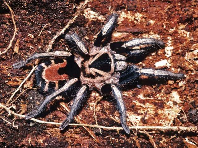 Cyriocosmus nicholausgordoni Kaderka, 2015, female, Amazonas State, Venezuela