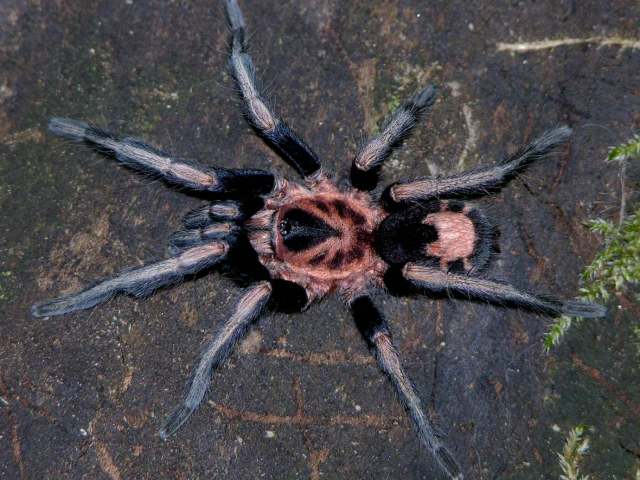 Cyriocosmus nickolausgordoni Kaderka 2015, male, Venezuela