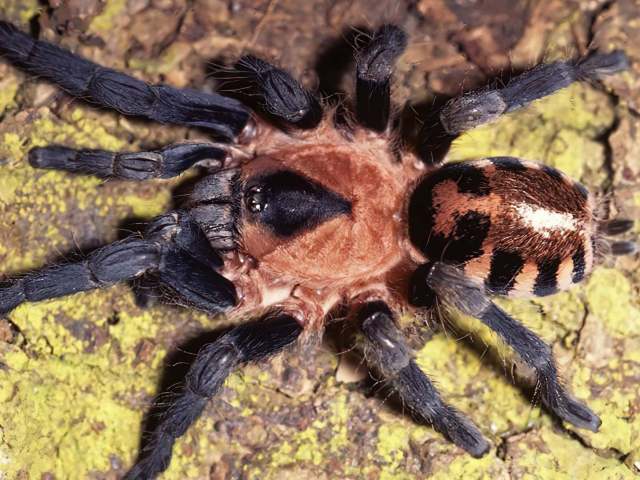 Cyriocosmus nogueira-netoi Fukushima et al. 2005, female, Brazil. (Photo - R. Bertani)