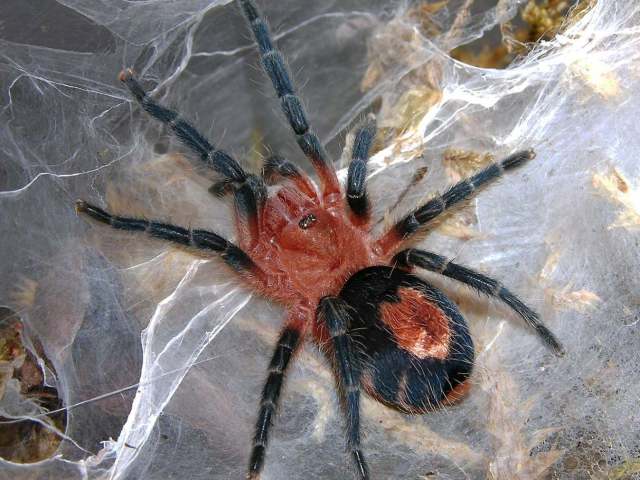 Cyriocosmus perezmilesi Kaderka, 2007, female, Bolivia