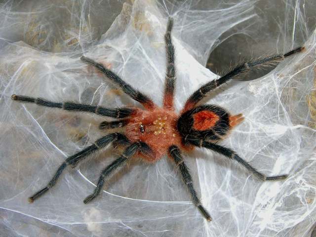 Cyriocosmus perezmilesi Kaderka, 2007, male, Bolivia