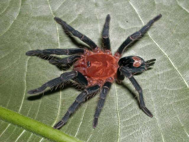 Cyriocosmus peruvianus Kaderka 2015, female, Rio Momon, Loreto, Peru.