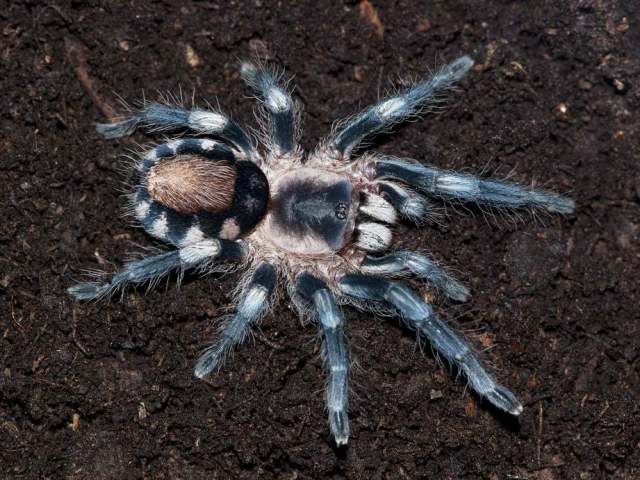Cyriocosmus ritae Perez-Miles 1998, female, ne. Peru. (Photo - C. Allen)