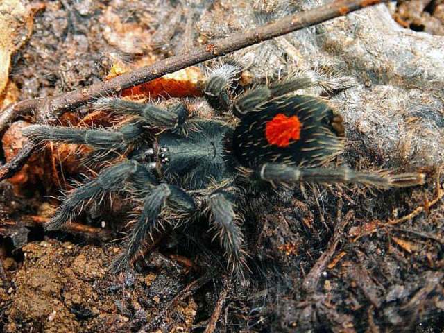 Cyriocosmus sp. [undescribed], female, Peru. (Photo - H.-W. Auer)