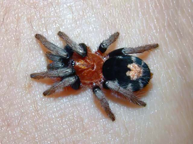 Cyriocosmus venezuelensis Kaderka, 2010, female, Venezuela. (Photo - Peter)-gigapixel-standard-scale-4_00x