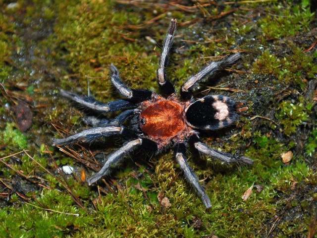 Cyriocosmus venezuelensis Kaderka, 2010, male, Venezuela. Photo - E. Ythier)