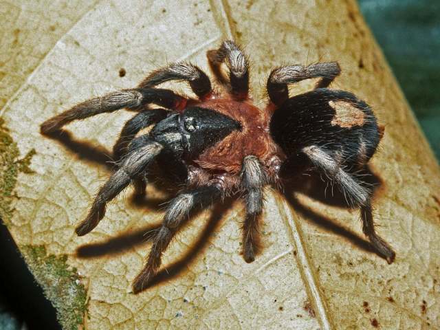 Cyriocosmus williamlamari Kaderka, 2016, female, Amazonas State, Venezuela