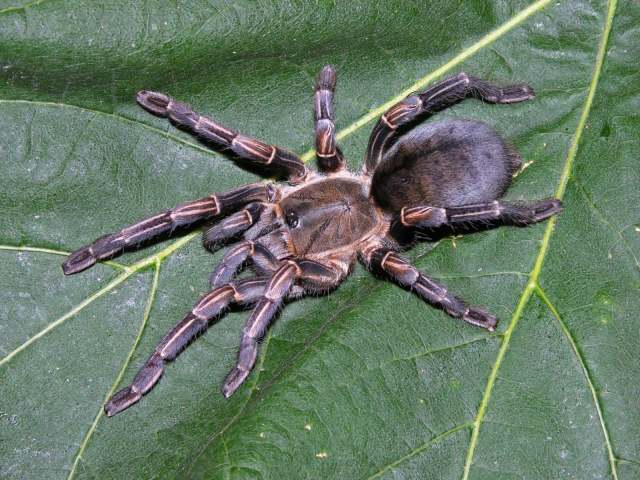Cyriopagopus albostriatus (Simon, 1886), female, Thailand & Cambodia
