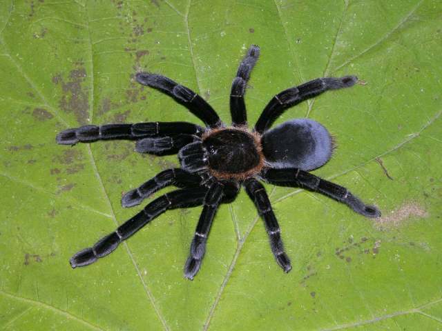 Cyriopagopus cf doriae (Thorell, 1890)], female, Brunei, Sabah, Sarawak - Borneo