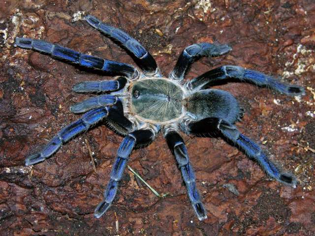 Cyriopagopus lividus (Smith, 1996), female, Chumphon, Thailand