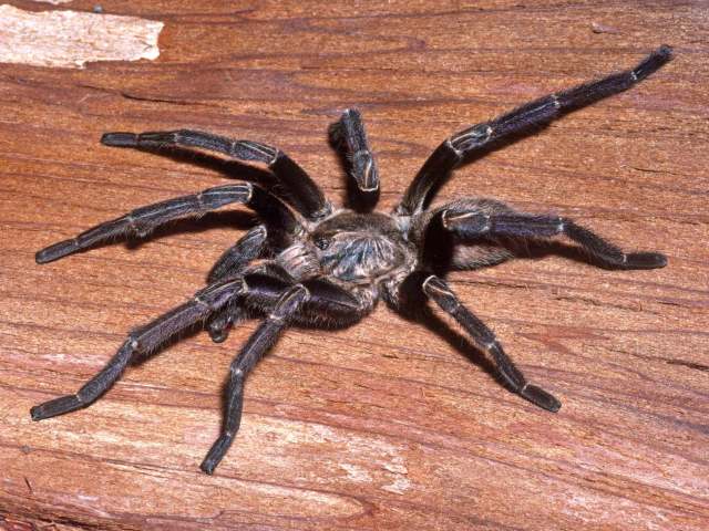 Cyriopagopus lividus (Smith, 1996), male, Chumphon Province, Thailand