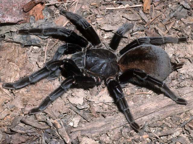 Cyriopagopus minax (Thorell, 1897), female, nw. Thailand