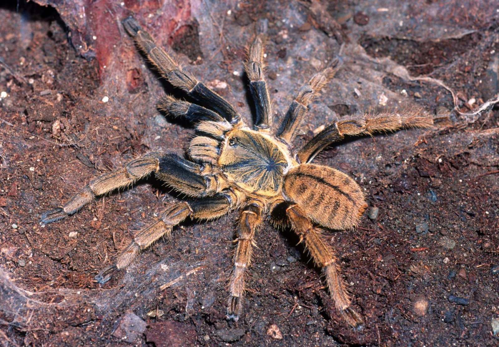 Ornithoctoninae birdspidersCH