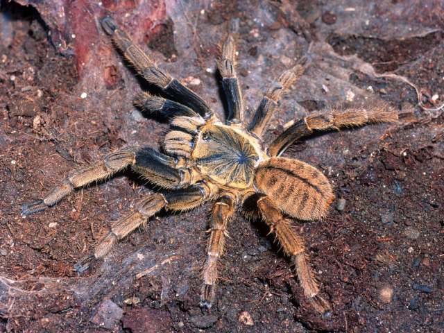 Cyriopagopus schmidti (von Wirth, 1991), female, Cao Bang Province, Vietnam