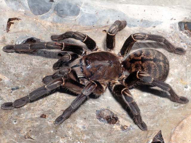 Cyriopagopus vonwirthi (Schmidt, 2005), female, Skuon Province, Thailand