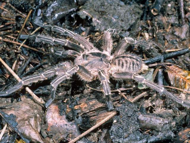 Cyriopagopus vonwirthi (Schmidt, 2005), male, Skuon Province, Thailand