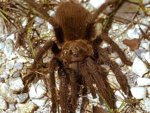 Cyrtopholis bonhotei (F. O. P.-Cambridge 1901), female, Bimini Island, Bahamas, Caribbean