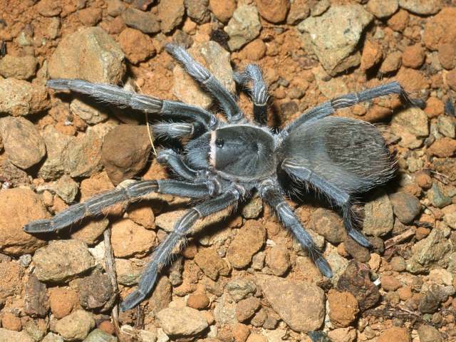 Cyrtopholis cf agilis Pocock, 1903, female, La Altagracia Province, Dominican Republic
