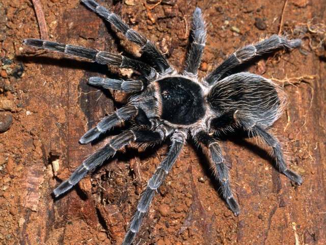 Cyrtopholis cf cursor (Ausserer, 1875), female, Barahona Province, Dominican Republic