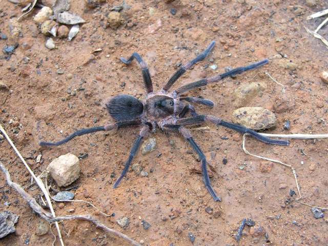 Cyrtopholis gibbosa Franganillo, 1936, male, s. Cuba