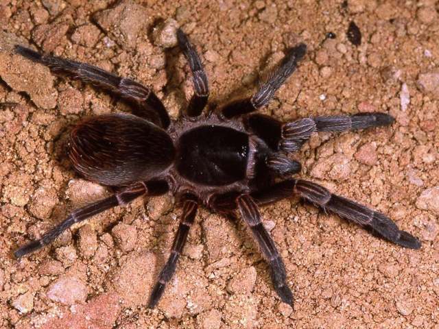Cyrtopholis ramsi Rudloff 1995, female (post-molt), s. Cuba