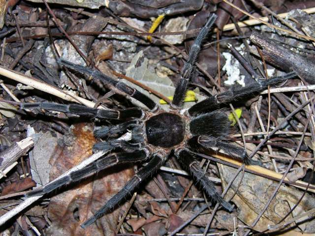 Cyrtopholis ramsi Rudloff, 1995, male, Holguin Province, Cuba