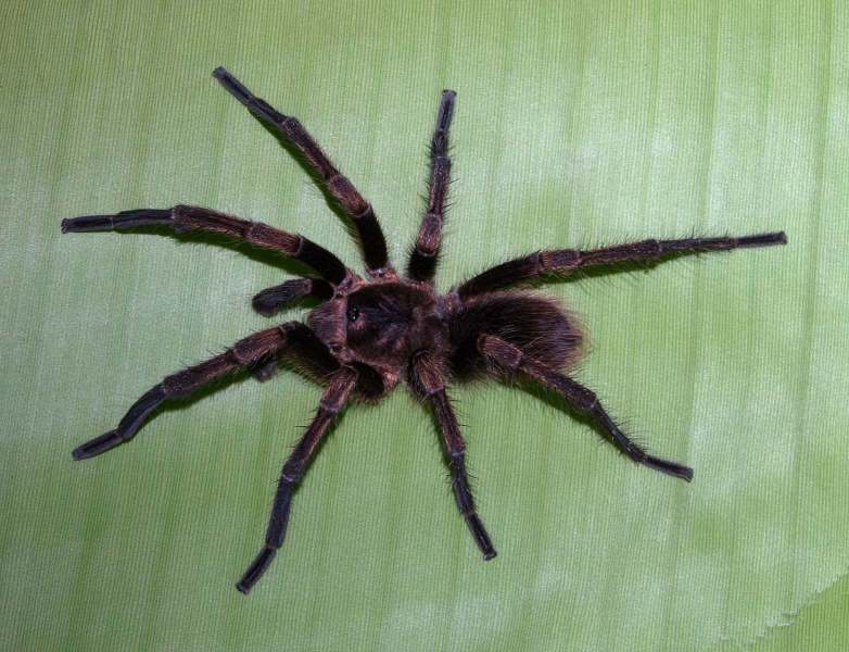 Cyrtopholis sp., male, La Romana Province, Dominican Republic