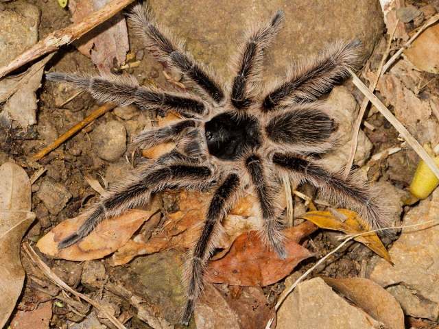 Cyrtopholis sp., male, St. Martin Island, West Indies