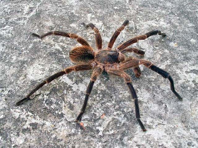 Cyrtopholis sp., male [undescribed], s. Cuba (Photo - D. Ortiz)