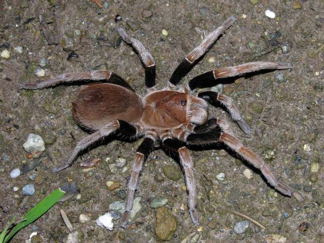 Cyrtopholis sp. [undescribed], female, La Romana Province, Dominican Republic