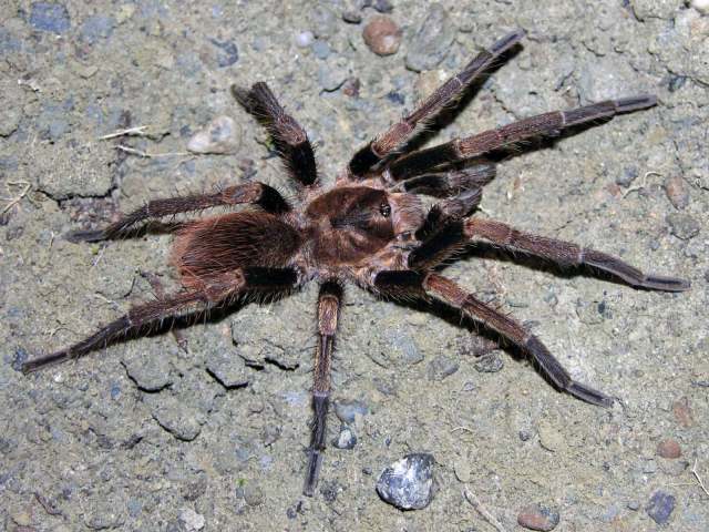 Cyrtopholis sp. [undescribed species], male, La Romana Province, Dominican Republic