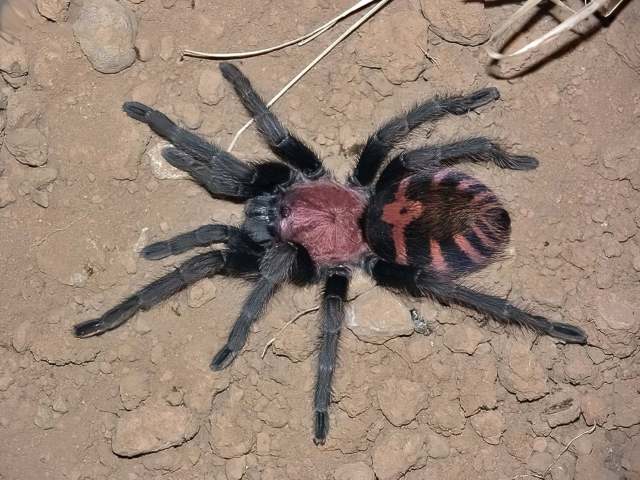 Davus pentaloris (Simon, 1888), female, Veracruz State, Mexico
