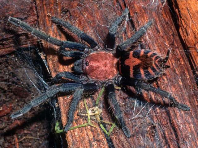 Davus pentaloris (Simon, 1888)], female, nw. Guanacaste Province, Costa Rica