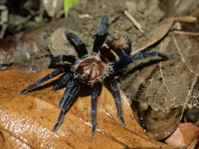Davus ruficeps (Simon, 1891), female, Guanacaste Province, Costa Rica