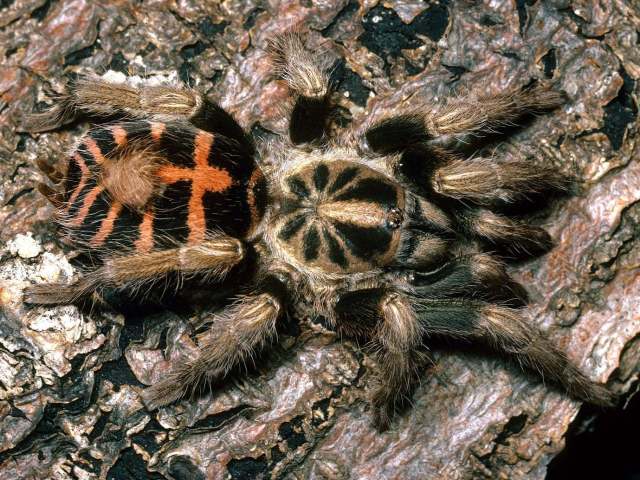 Davus sp., female, Mexico. (Photo - B. Lamar)