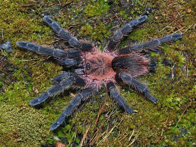 Dolichothele bolivianum (Vol, 2001), female, Bolivia, (Phorto - E. Ythier)