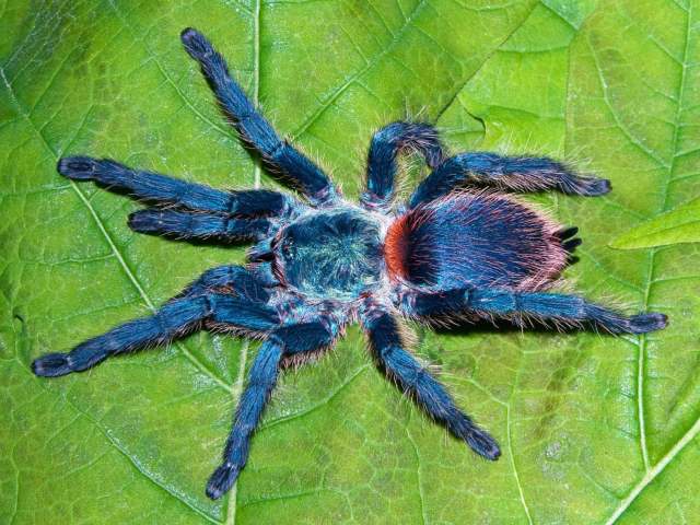 Dolichothele diamantinensis (Bertani, Santos & Righi, 2009), female, Brazil