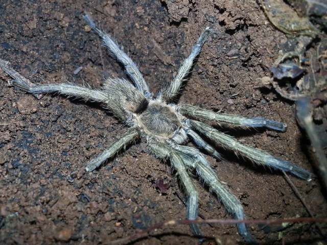 Dolichothele exilis Mello-Leit∆o, 1923, male, Bahia State, Brazil. (Photo - V. Ghirotto)