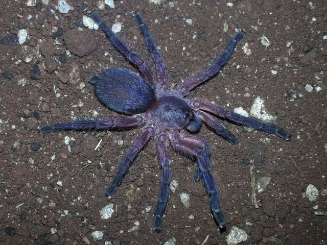 Dolichothele rufoniger (Guadanucci, 2007), penultimate female,Brazil