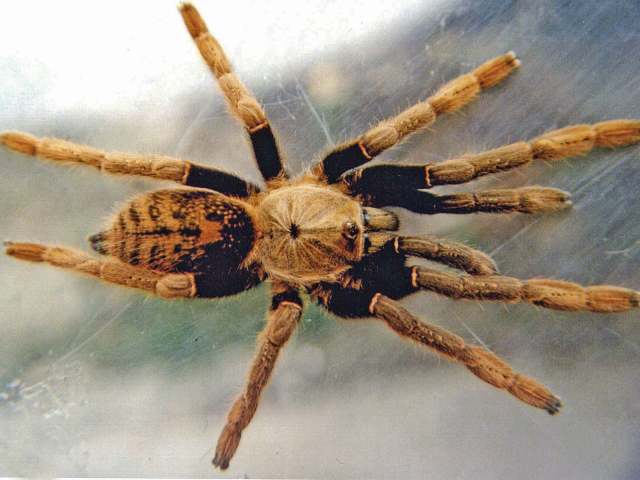 Encyocratella olivacea Strand, 1907, female, Tanzania, East Africa. (Photo -  R. Gallon)