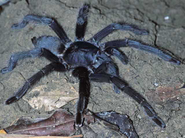 Encyocrates raffrayi Simon 1892, female, n. Madagascar. (Photo - B. Love)